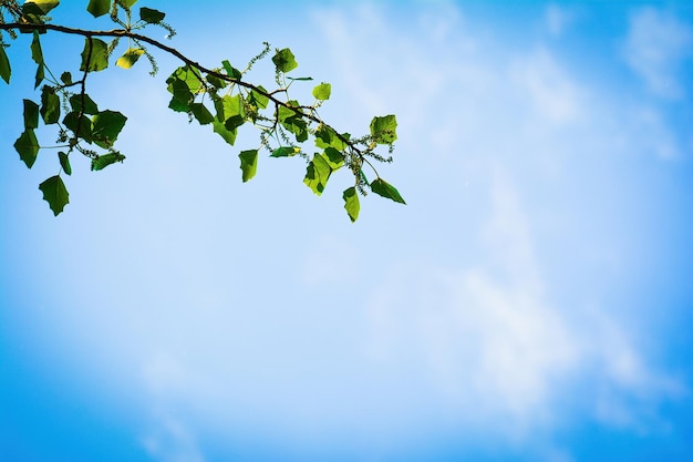 Frühlingsgrüner Baumast gegen den blauen Himmel