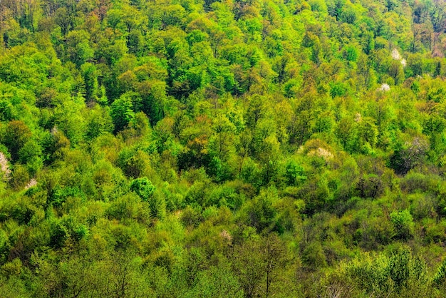 Frühlingsgrüner Bergwaldhintergrund