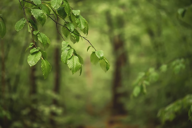 Frühlingsgrüner Wald