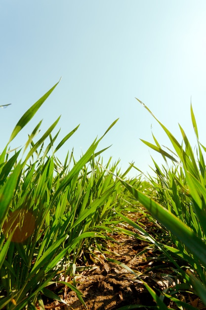 Frühlingsgrünes Feld