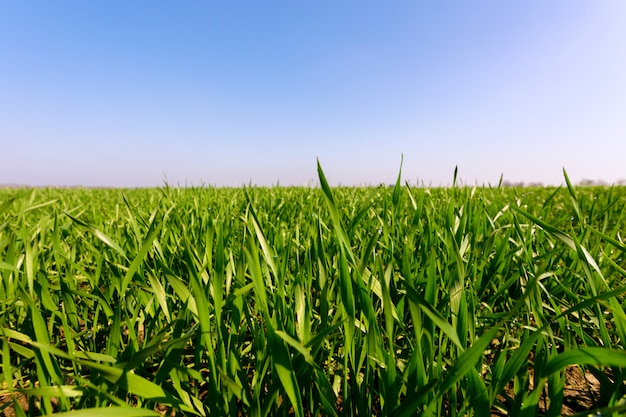 Frühlingsgrünes Feld