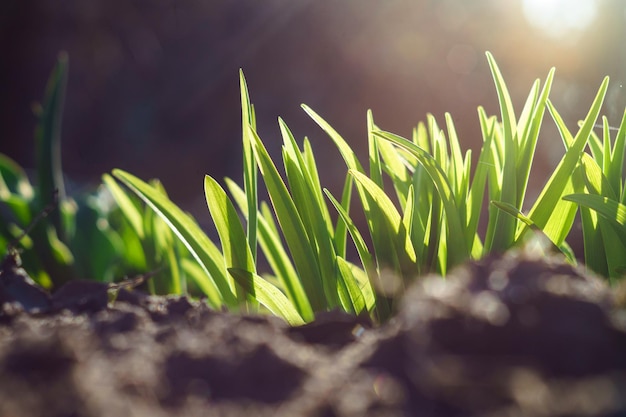 Frühlingsgrünes Gras auf dem Boden in der Sonne