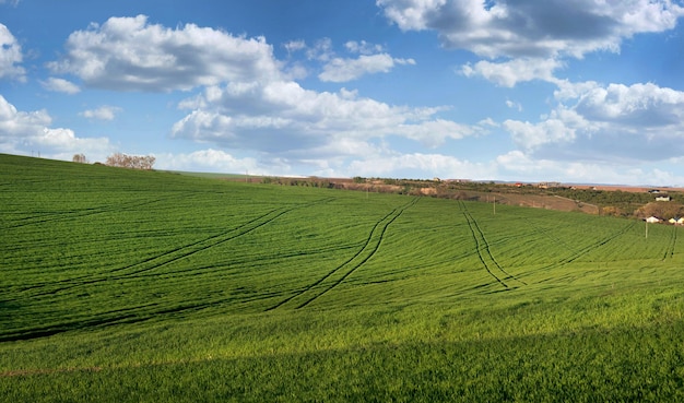 Frühlingsgrünes Winterweizenfeld mit Linien aus der landwirtschaftlichen Illustration der Technologie im Frühjahr