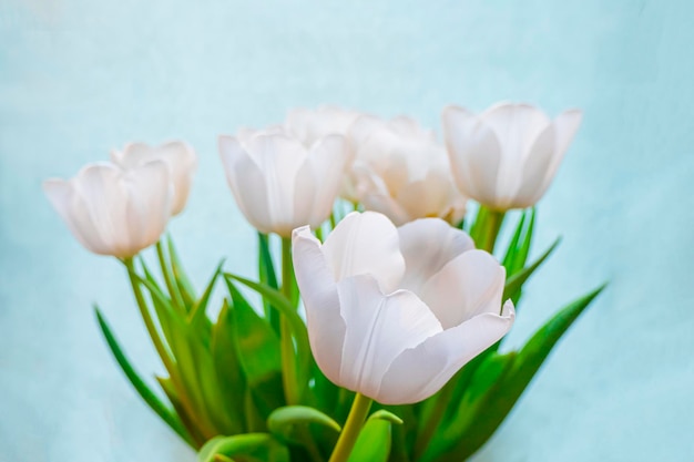 Frühlingsgrußkarte mit Blumen, weißen Tulpen auf himmelblauem Hintergrund. Das Konzept der frühlingshaften Zärtlichkeit, Weiblichkeit und Kopierraum