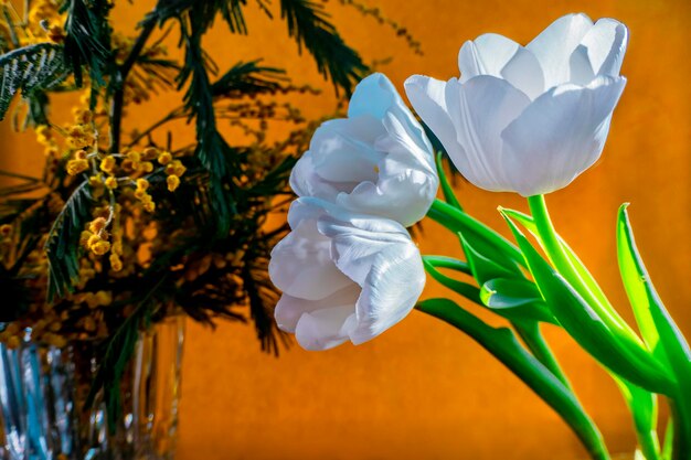Frühlingsgrußkarte mit Blumen, weißen Tulpen und Mimosen auf orangefarbenem oder gelbem Hintergrund. Das Konzept der sonnigen Frühlingszärtlichkeit und Weiblichkeit