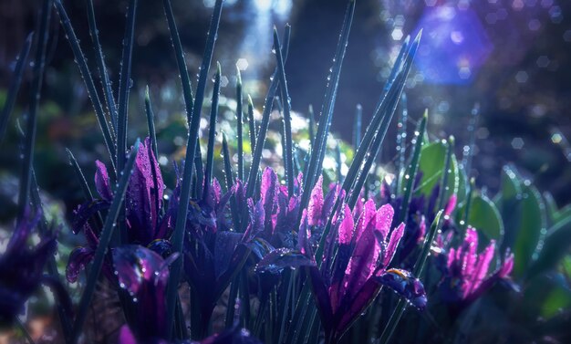 Frühlingshintergrund blühender violetter Krokusse im Tau mit rautenförmigem Bokeh Selektiver Weichzeichner