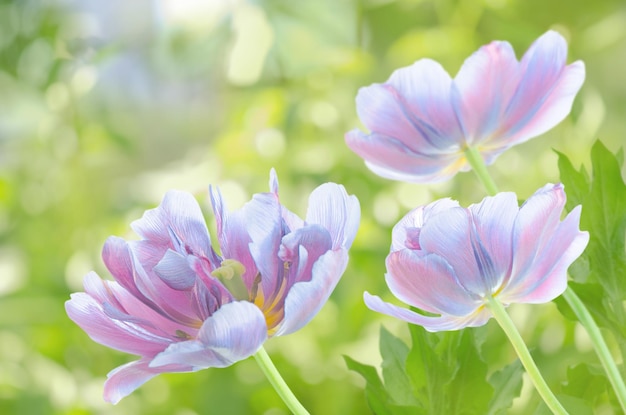 Frühlingshintergrund der blauen Tulpen