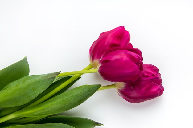 Frühlingshintergrund der rosa Tulpen auf Weiß mit Raum für Text