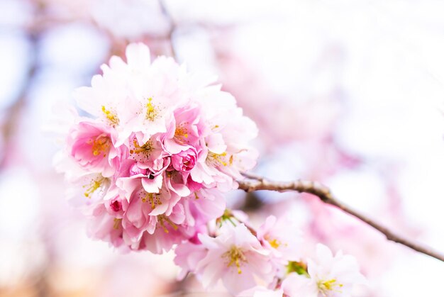 Frühlingshintergrund der schönen magentafarbenen Blumen Selektiver Fokus der schönen rosa Kirschblüte