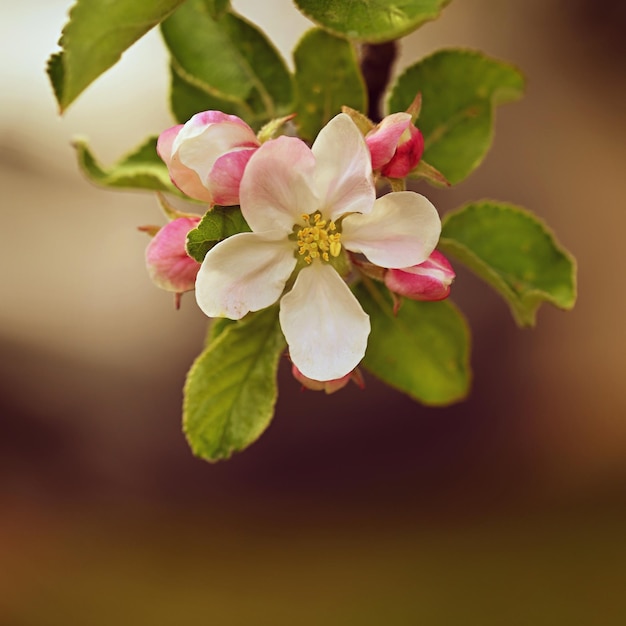 Frühlingshintergrund mit blühendem Obstbaum Schöner blühender Apfelbaum im Frühling