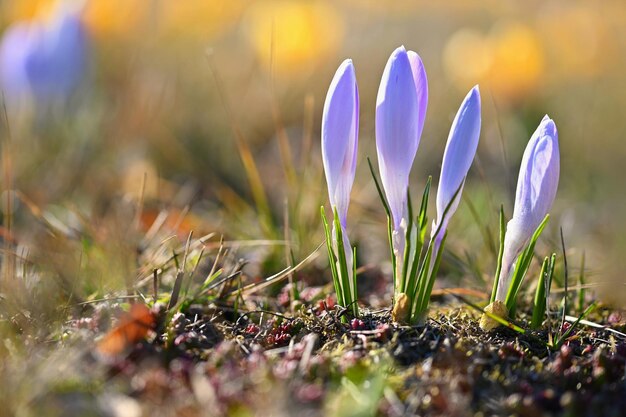 Frühlingshintergrund mit Blumen Schön farbiger blühender Krokus Safran an einem sonnigen Tag Naturfotografie im Frühling