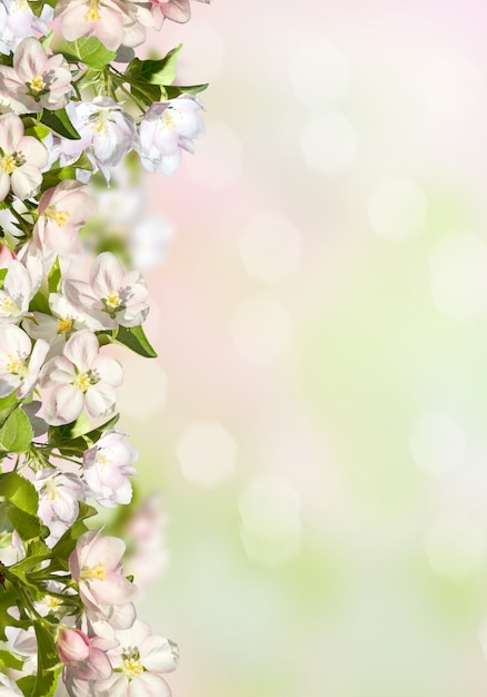 Frühlingshintergrund mit einem Apfelbaum.