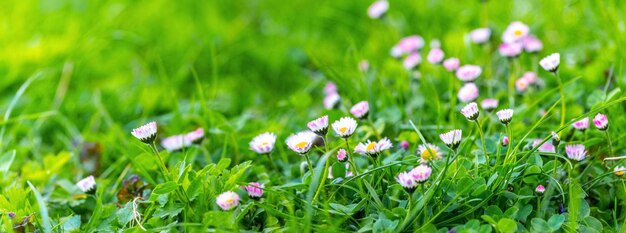 Frühlingshintergrund mit grünem Gras und weißen und rosa Wildblumen bei sonnigem Wetter