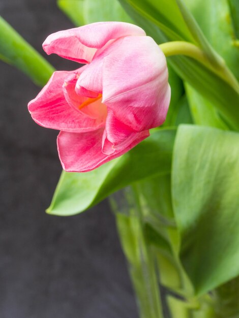 Frühlingshintergrund mit rosa Tulpen Glückwunschkonzept