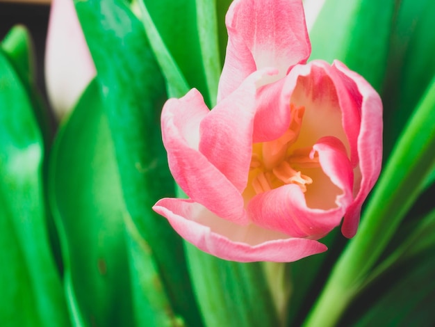 Frühlingshintergrund mit rosa Tulpen Glückwunschkonzept