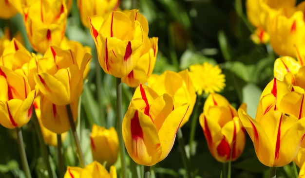 Frühlingshintergrund mit schönen roten gelben Tulpen