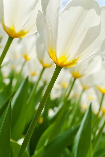 Frühlingshintergrund mit schönen weißen Tulpen