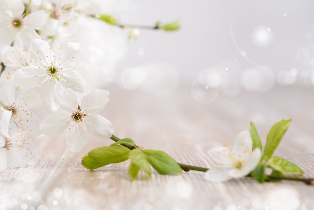 Frühlingshintergrund mit weißen Blüten