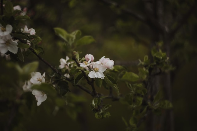 Frühlingshintergrund mit weißen Blumen und Apfelblättern Unscharfer Frühlingsblütenhintergrund