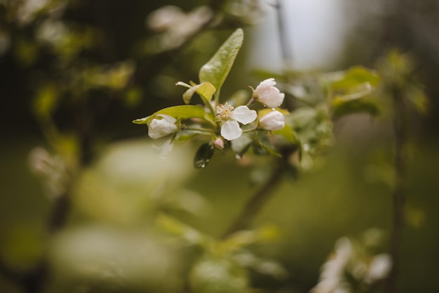 Frühlingshintergrund mit weißen Blumen und Apfelblättern Unscharfer Frühlingsblütenhintergrund