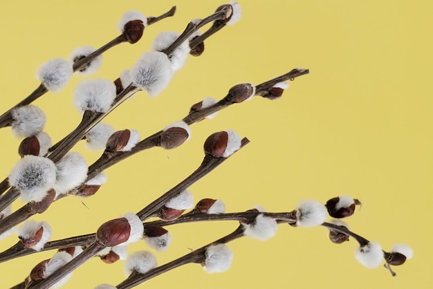 Frühlingshintergrund Osterzweige mit Knospen Weidenmuschi Zärtlichkeit Minimalismus Exemplar