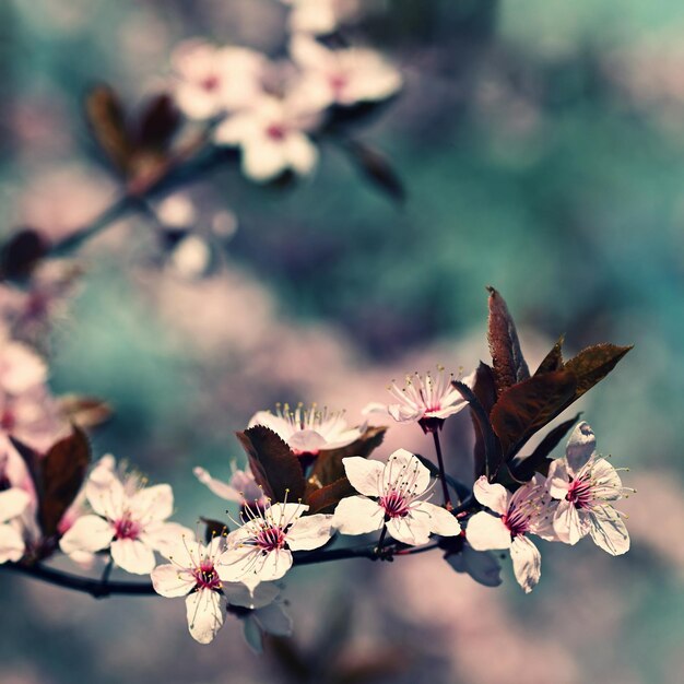 Frühlingshintergrund Rosa Kirschblüten auf einem Baum unter blauem Himmel Schöne Sakura-Blumen im Frühling im Park