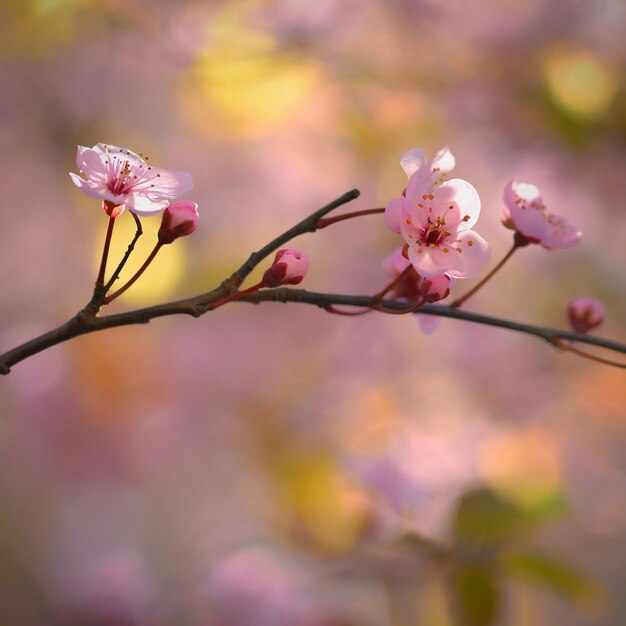 Frühlingshintergrund Schöner blühender Baum Japanische Kirsche Sakura Blumen an einem sonnigen Tag