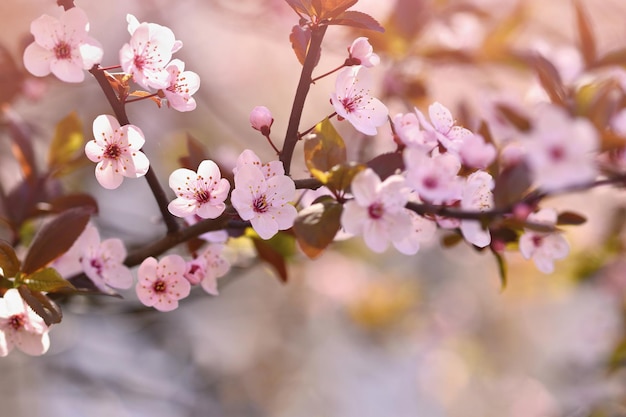 Frühlingshintergrund Schöner blühender Baum Japanische Kirsche Sakura Blumen an einem sonnigen Tag