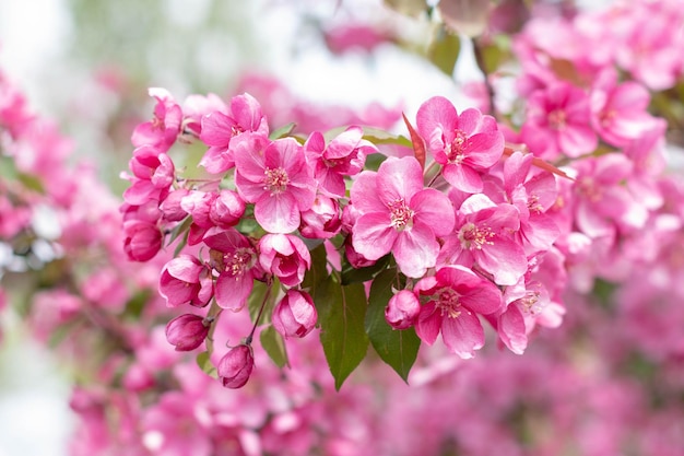 Frühlingshintergrund von BlumenRoter Apfelbaum BlumenPlatz für Text