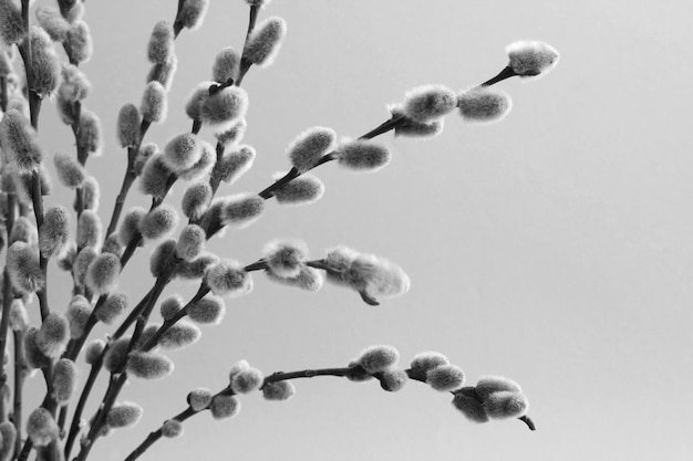 Frühlingshintergrund Willow Blumen auf dem grauen Hintergrund Closeup Copy Space