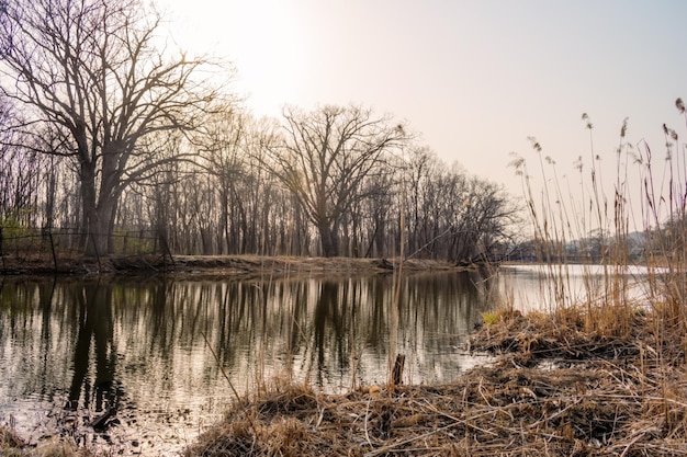 Frühlingshochwasser des Flusses Frühlingshochwasser des Flusses mit kahlen Bäumen am Ufer bei Sonnenuntergang