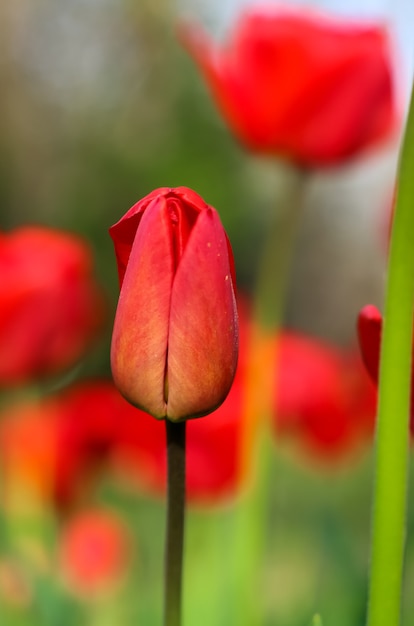 Frühlingskarte. Geschlossene rote Tulpe im Hintergrund des Tulpenbeets