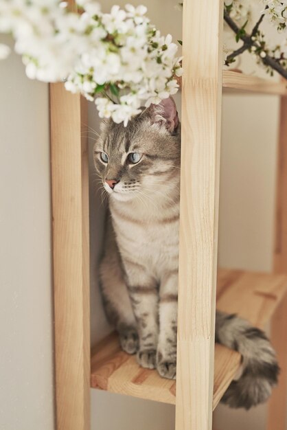 Frühlingskatze mit blühenden Zweigen Schöne Katze des Haustierkätzchens mit Blumen