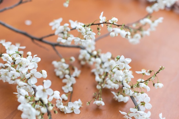 Frühlingskirschblüte auf dem Tisch