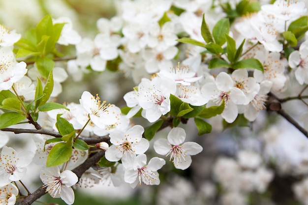 Frühlingskirschblüte im Garten