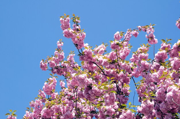 Frühlingskirschblüte