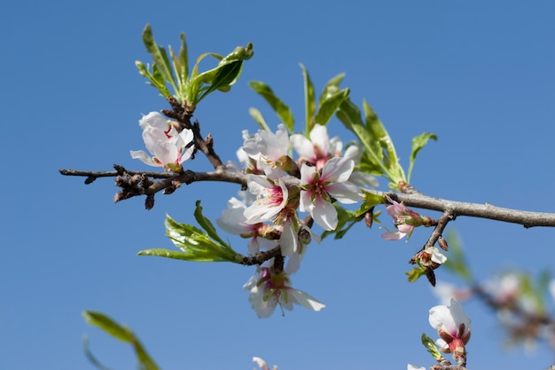 Frühlingskirschblüten blühen