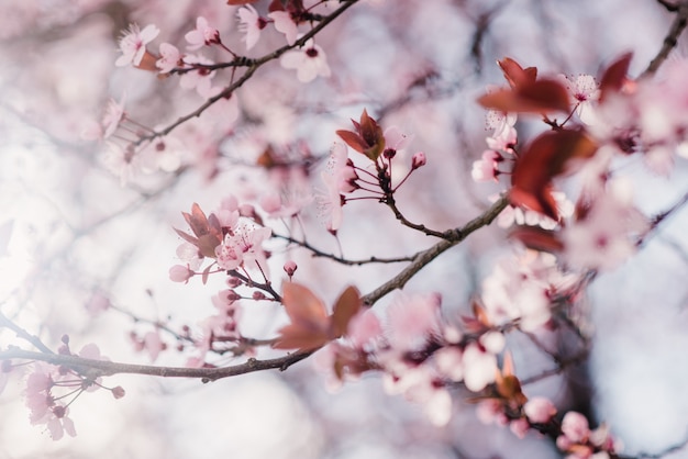 Frühlingskirschblüten, rosa Blüten