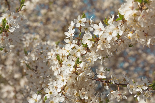 Frühlingskirschblüten weiße Blüten