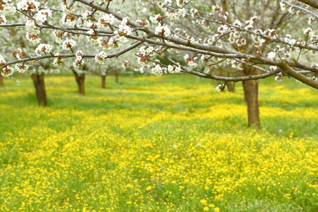 Foto frühlingskirschblütenbäume im grünen feld