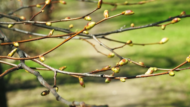 Foto frühlingsknospen in den bäumen