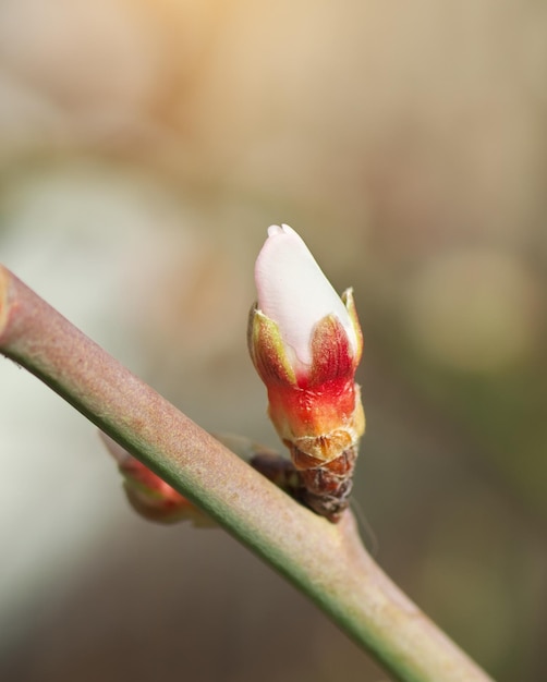 Frühlingsknospenblume auf Baum