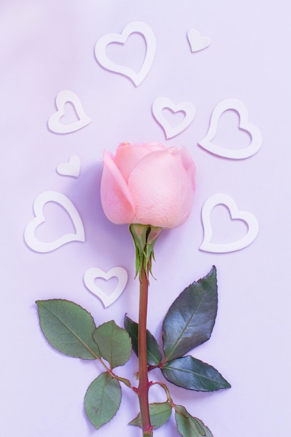 Frühlingskomposition mit Rose und Herzen auf einem Pastellhintergrund