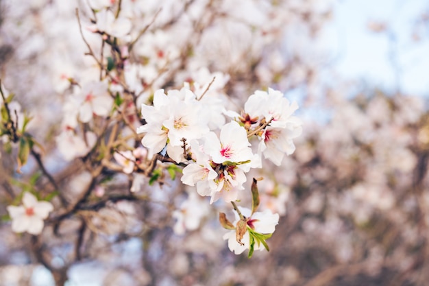 Frühlingskonzept. Mandelblüten.