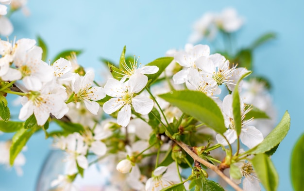 Frühlingskonzept und Blumen weiße kleine Baumblumen auf blauem Hintergrund in einem Glastopf schön c
