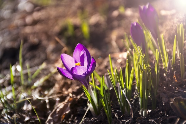 Frühlingskrokusblüten Erste Krokusse am sonnigen Morgen