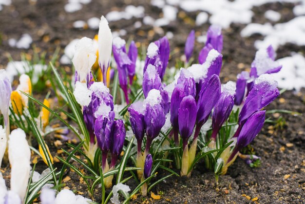 Frühlingskrokusblumen blühen im Garten unter dem Schnee