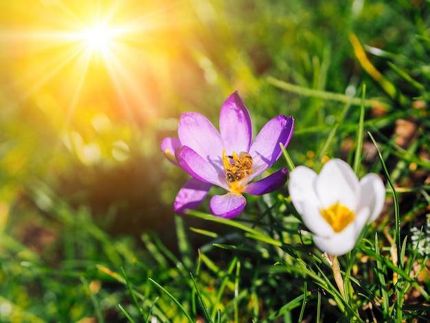 Frühlingskrokusse blühen im Park, frisch, schön, lila und gelb, selektiver Fokus, Frühling