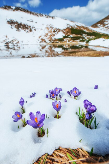 Frühlingskrokusse im schmelzenden Schnee