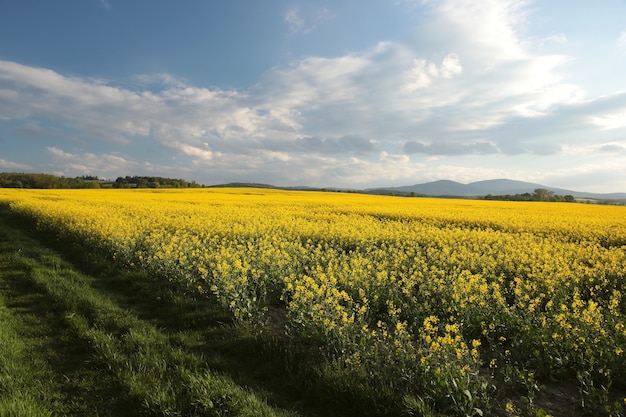 Frühlingslandschaft am Morgen